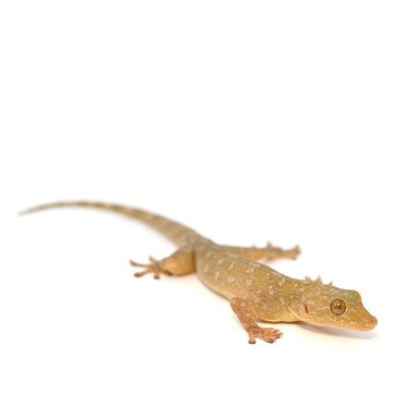 Golden Gecko